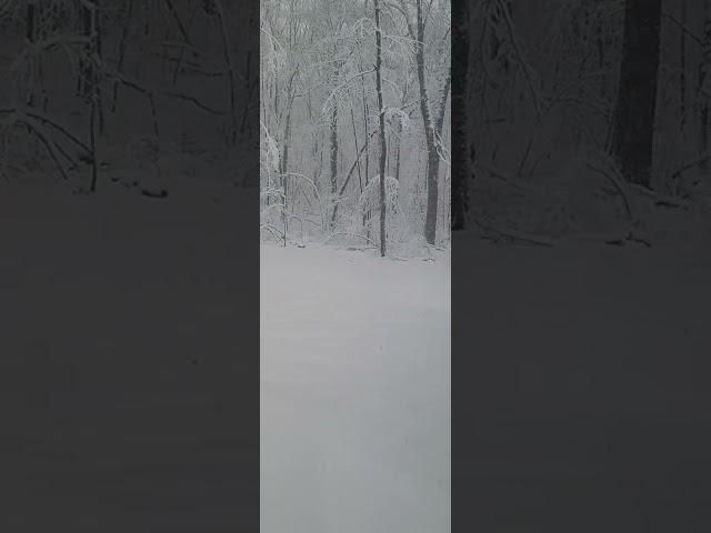 winter wonderland