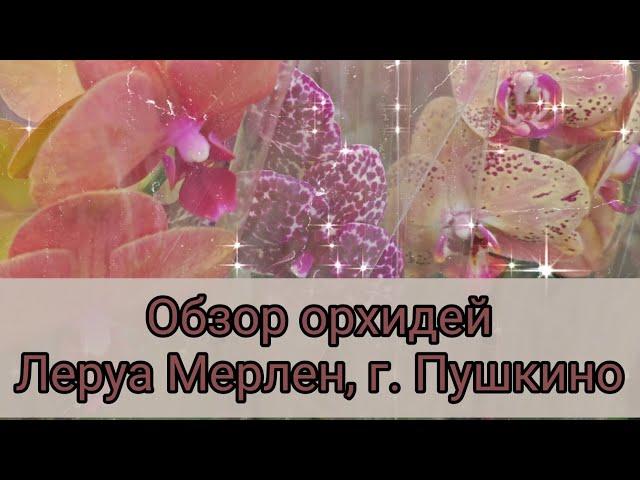 Обзор орхидей в Леруа Мерлен, г. Пушкино, МО#обзор#цветы#original#plants#орхидеи