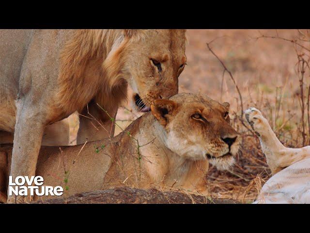 Nomad Male Lions Get the Best of Flirtatious Females