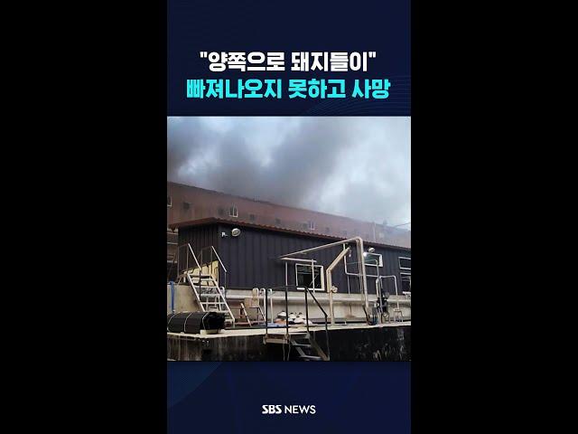 "양쪽으로 돼지들이"…빠져나오지 못하고 사망 #shorts