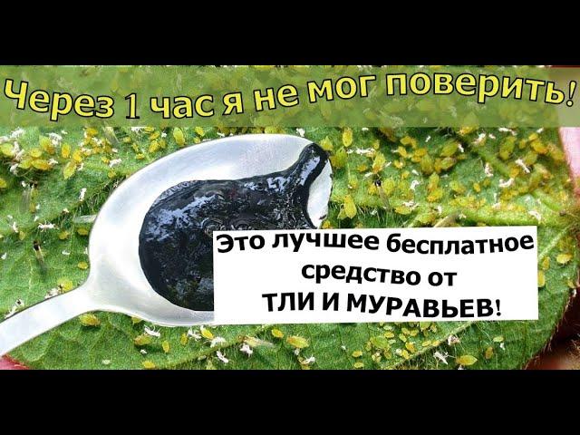 ЭТО ЛУЧШЕЕ ОТ ТЛИ И МУРАВЬЕВ! СРЕДСТВО ОТ ТЛИ И МУРАВЬЕВ!