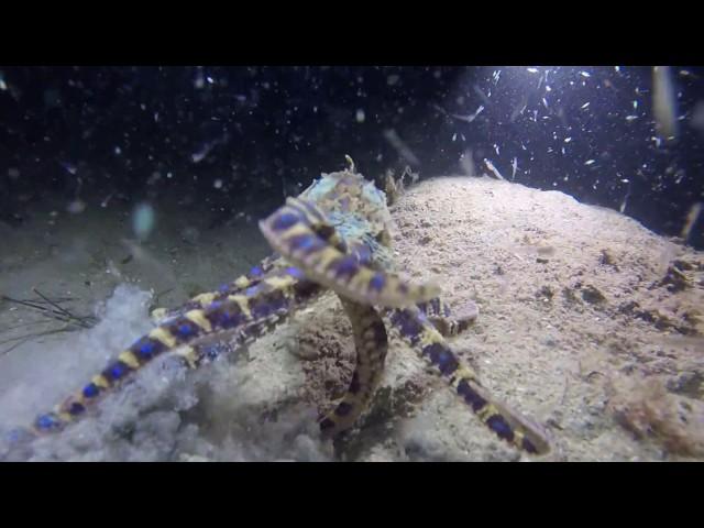 Southern Blue-ringed octopus.  Hapalochlaena maculosa.