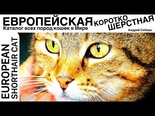 ЕВРОПЕЙСКАЯ КОРОТКОШЕРСТНАЯ КОШКА. ВСЕ ПОРОДЫ КОШЕК МИРА. EUROPEAN SHORTHAIR CAT.