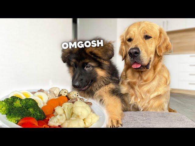 Dog Reviews Food With Small Brother | Puppy Taste Test 1