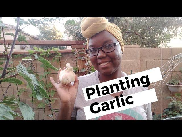 How to Plant Garlic - Seed Garlic Or From The Store- In A Hot Climate