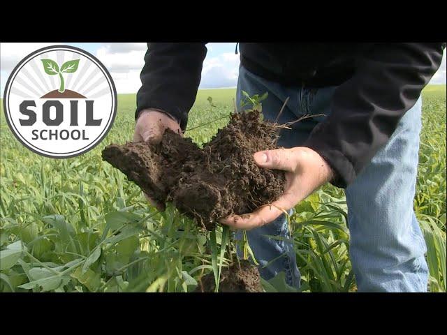 Soil School: What makes a healthy soil?