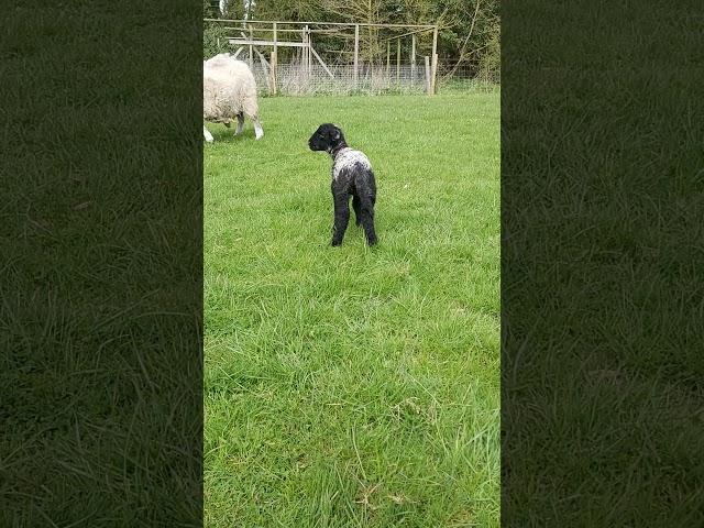 Orphan Annie Easter Lamb @cerberusk9uk #shorts