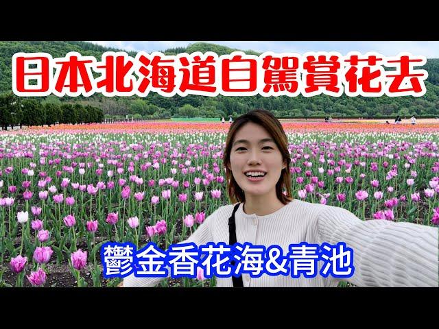 北海道自駕遊鬱金香花海！彷彿在荷蘭！美瑛白金青池 台灣人在新加坡