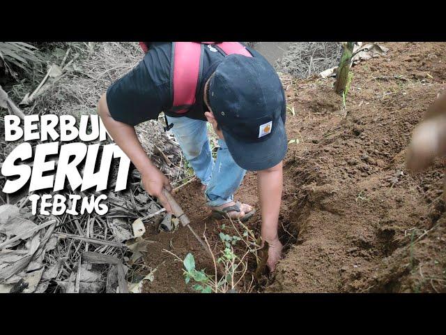 berburu bahan bonsai serut di alam, bubar karena hujan