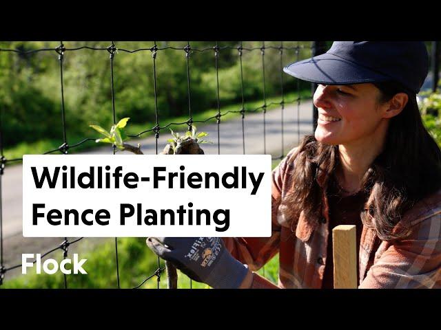 Planting A WILDLIFE-FRIENDLY PRIVACY Fence — Ep. 251