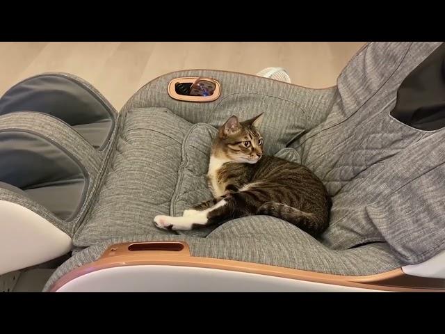 Pet Cat Relaxes On Owner's Massage Chair