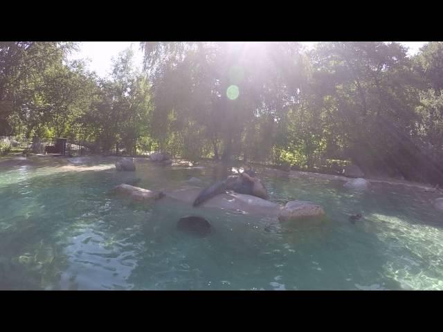 Seehunde Augsburger Zoo / gopro hero 4 black(2)