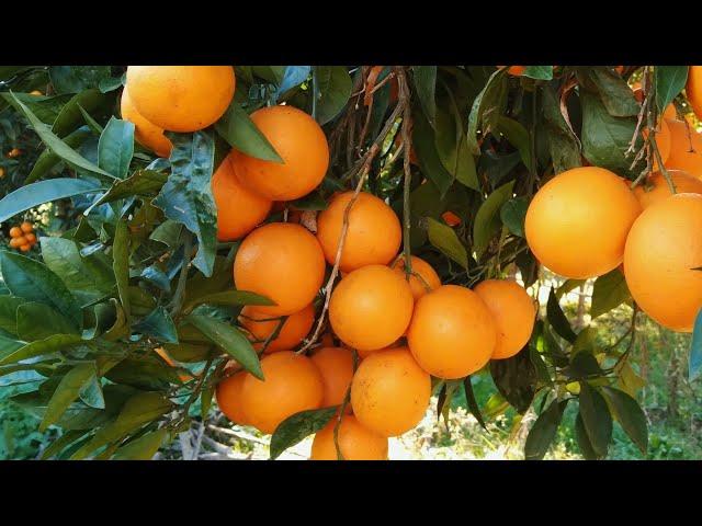 Picking oranges after a snowy day.   #farmtime