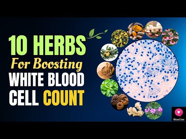 10 Herbs for Boosting White Blood Cell Count and Strengthening Immunity | Blissed Zone