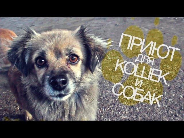 ПРИЮТ ДЛЯ КОШЕК И СОБАК В БЕРДЯНСКЕ - ОБЩЕСТВО ЗАЩИТЫ ЖИВОТНЫХ