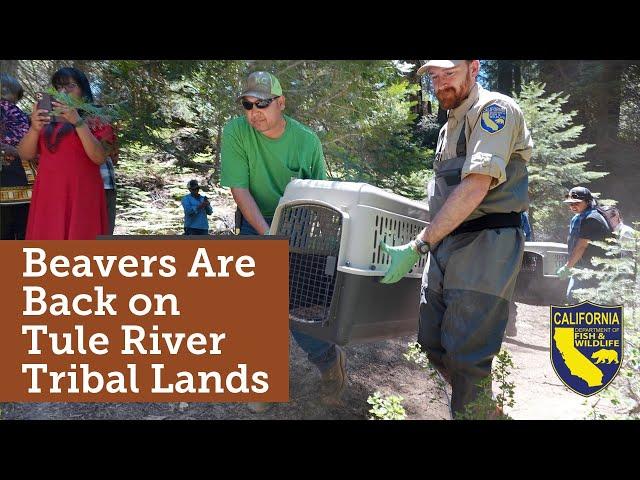 Beavers are Back on Tule River Tribal Lands