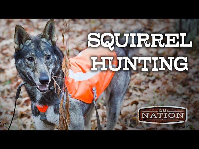 Squirrel Hunting in Illinois with a Laika Dog | DU Nation