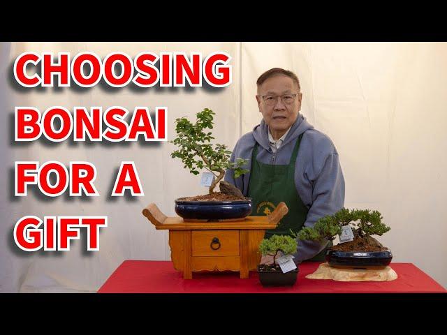 Gifting a bonsai for a Christmas gift? Watch this video first.