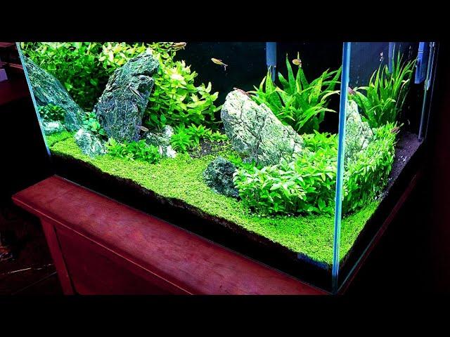 HOW TO:  Grow a Carpet in Your Aquarium Without Co2