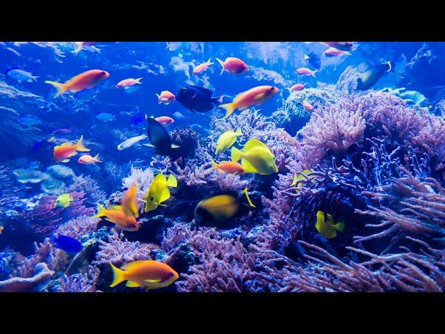 Underwater World 4K