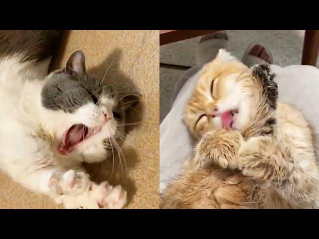 Cute and Funny Cat Videos Compilation 2021