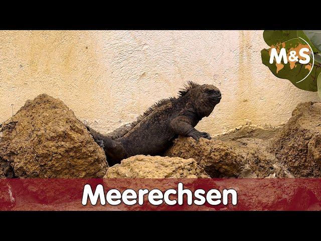 Meerechse (Amblyrhynchus cristatus) | CTC | Uganda