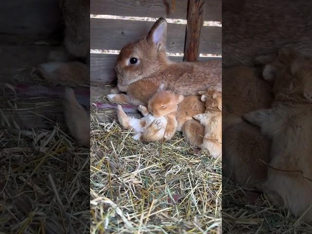 Little rabbit snuggles next to mother and sleeps. Cute pet rabbit. Little cute pet in the countrysi