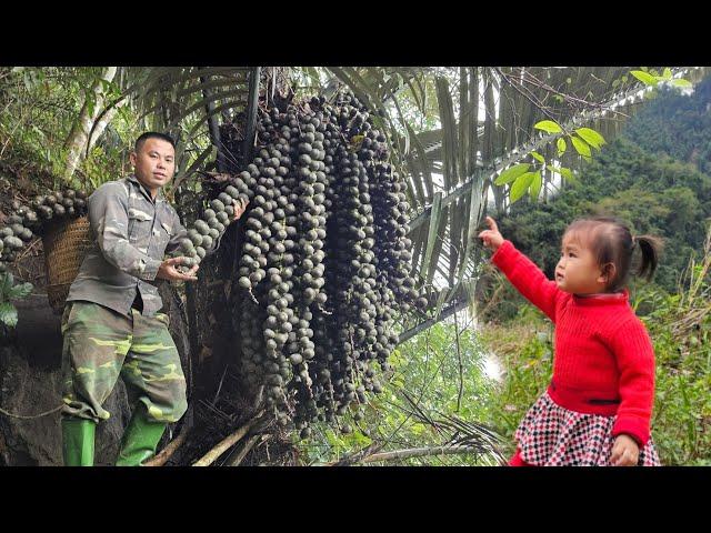 Harvesting forest fruits, peeling process taking the sseeds of buffalo feet goes to the market sell