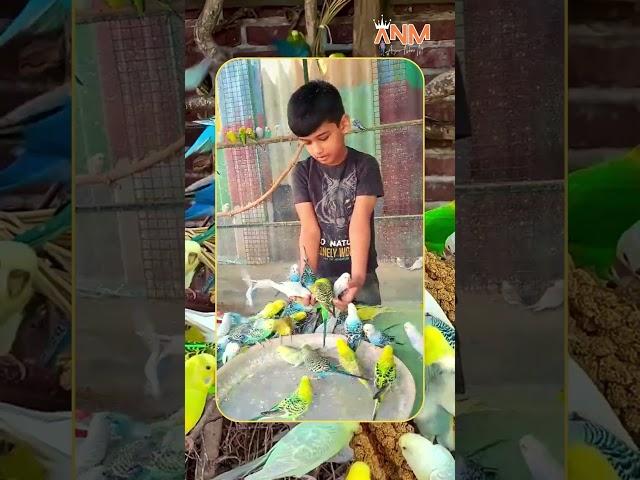 Birds’ Orchestra|ARYAN NIHAR M | #shorts #smartparrot