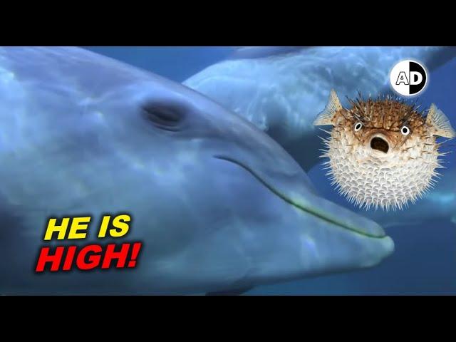 dolphins get high on pufferfish! Animals on Drug 