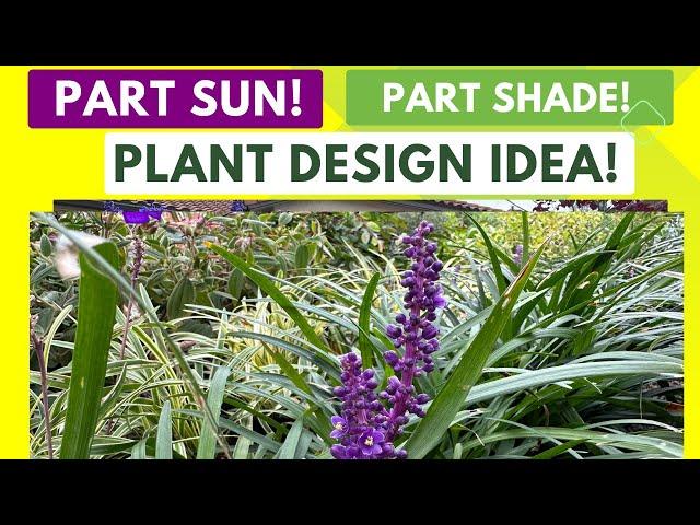 HARDY PLANT | Shade Plant for Landscape | Liriope | Lilyturf | Best Shade Plant | Plant for Shade