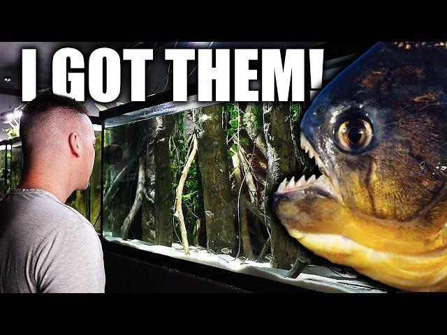 20 YEARS LATER! 30 PIRANHA FOR MY AQUARIUM! - The king of DIY