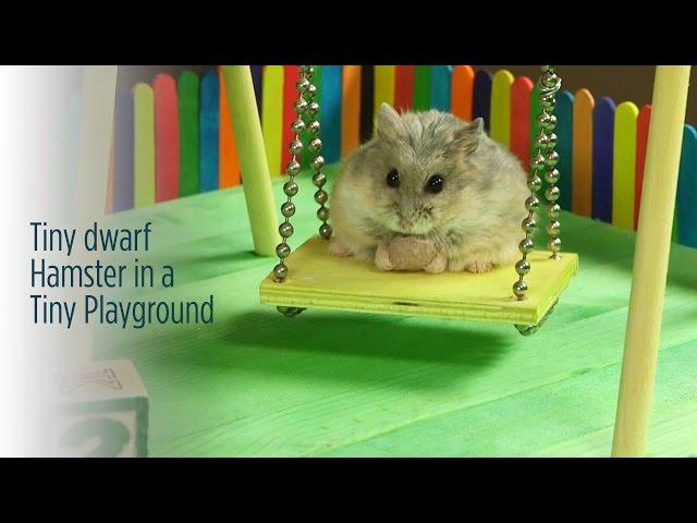 Tiny Dwarf Hamster in a Tiny Playground