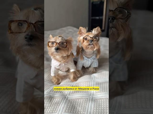 А вы знали, как правильно измерять длину спины? #ранетка #yorkie #clothesfordog #одеждадлясобак