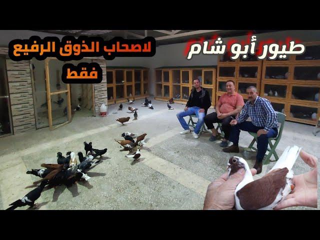 اذا حمامك مش هيك الله يعوض عليك أجمل حمام الاردن للمربي (ابو شام)