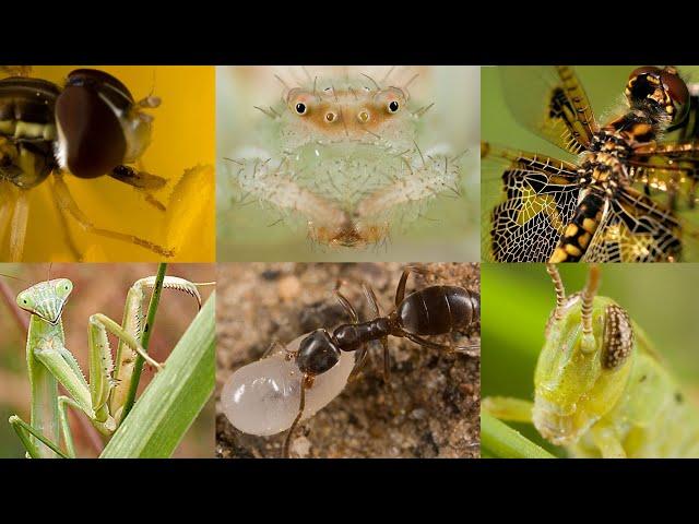 My Insect & Spider Macro Photos from the Early 2000's | ASMR