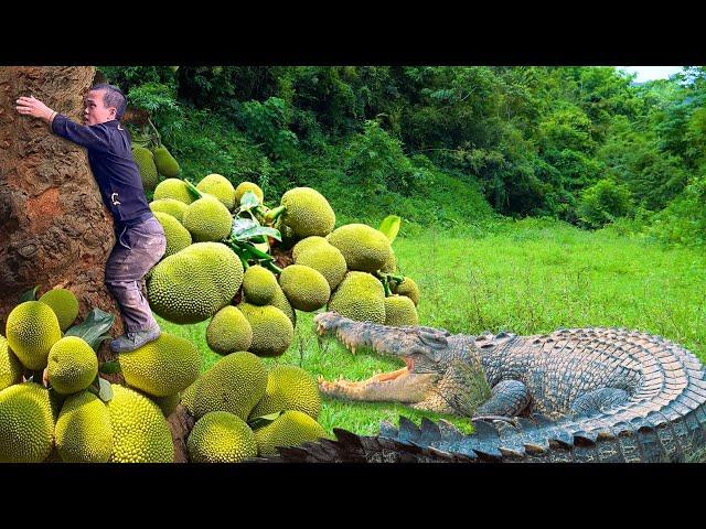 Dwarf Family Harvesting Guava Go To Market Sell | Faces a Crocodile During Jackfruit Harvest.