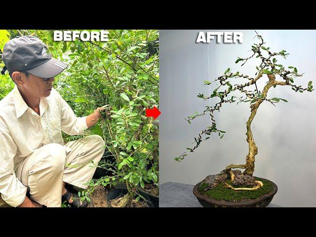 Uproot a long-grown bonsai tree from the garden and transform it into something more beautiful