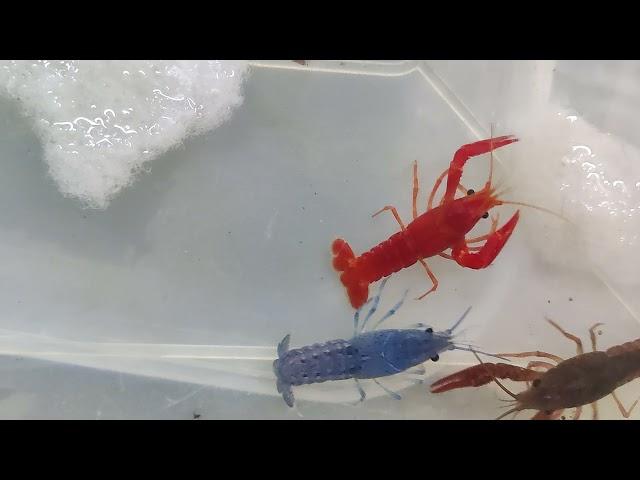 Lobster  Fish Kerala Breeding farm Exclusive Collection Exotic fish . Farm Pathanamthitta