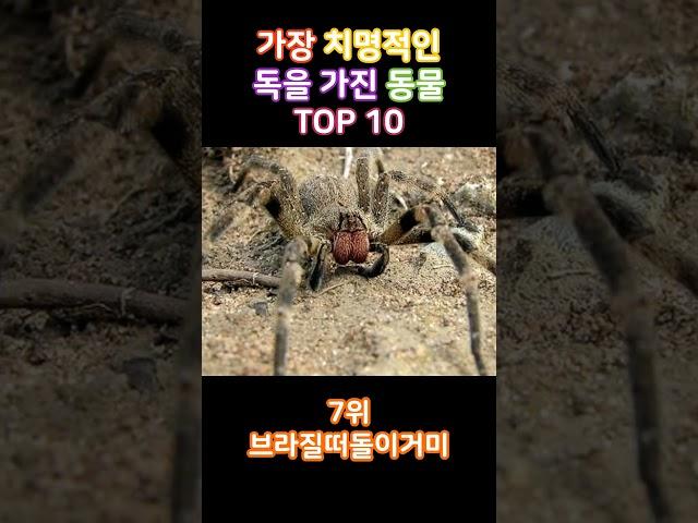 무조건피하세요! 가장 치명적인 독을 가진 동물 TOP 10