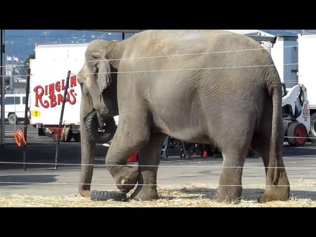 Inside Ringling Brothers Circus "Animal Open House": Elephants- Oakland Ca