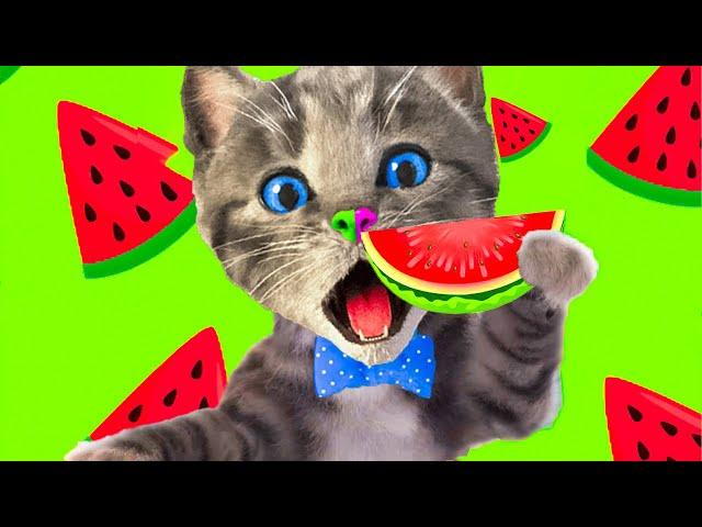 SPECIAL LITTLE KITTEN ADVENTURE AND FRIENDS MEOW - LONG CARTOON VIDEO