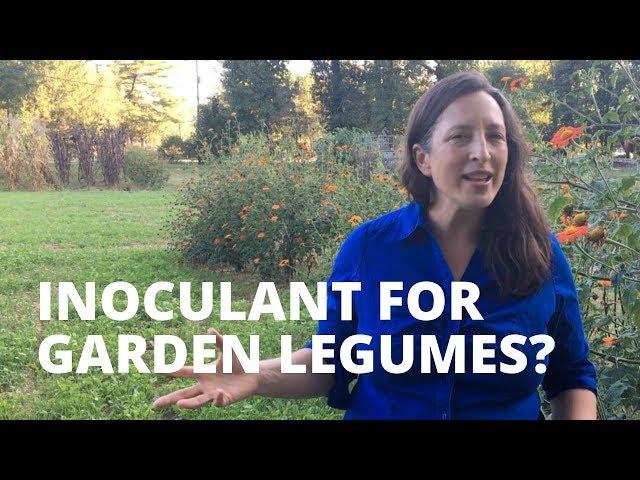 What is Inoculant? And Why To Use It For Garden Legumes?