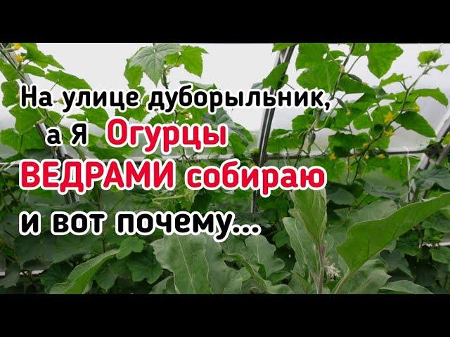 Про огурцы в теплице. Мой метод выращивания. Полив, схемы подкормок, формировка, дефициты в питании.