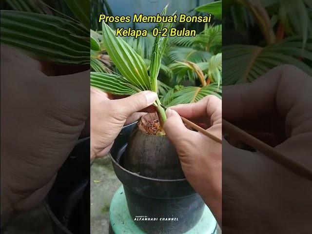 CARA MEMBUAT BONSAI KELAPA 0 - 2 BULAN | HOW TO MAKE COCONUT BONSAI #shorts