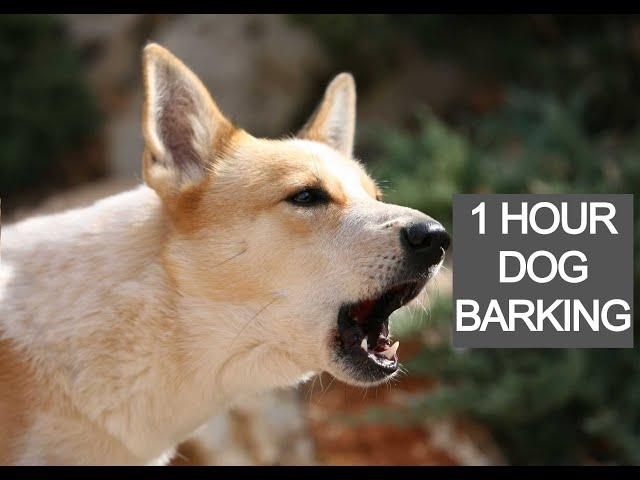 Dog barking 1 hour, dog barking voice, dog barking sounds