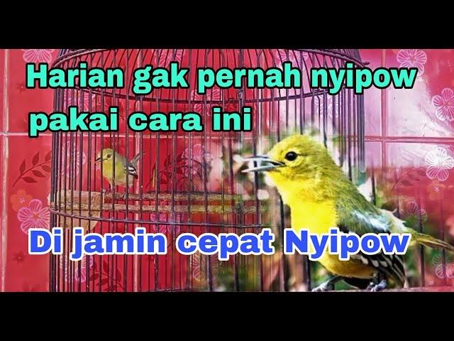 Cara agar burung sirtu atau cipow biar cepat mengeluarkan suara cipow nya.