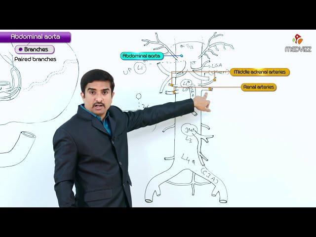 Abdominal Aorta - Gross anatomy  ( Origin , Course , Branches ) :  USMLE Step 1