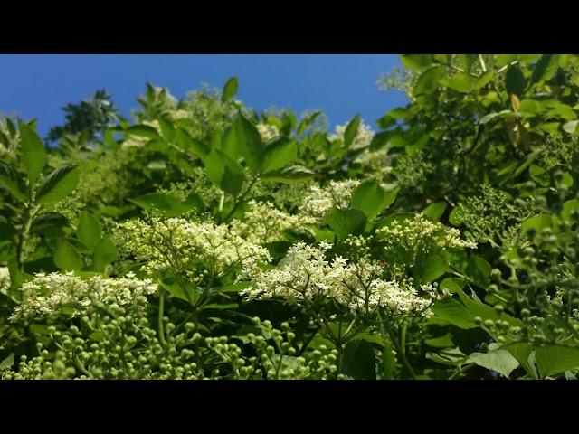 Esther's Elderflower Cordial