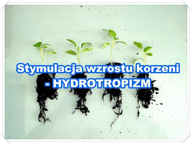 Stymulacja wzrostu korzeni - hydrotropizm